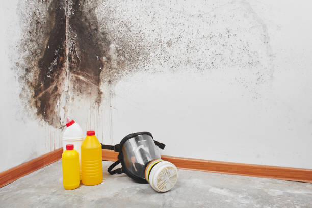 Best Mold Removal Process  in USA